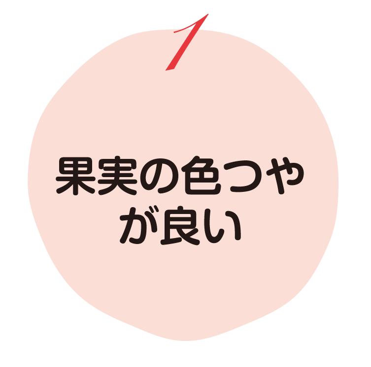 果実の色つやが良い